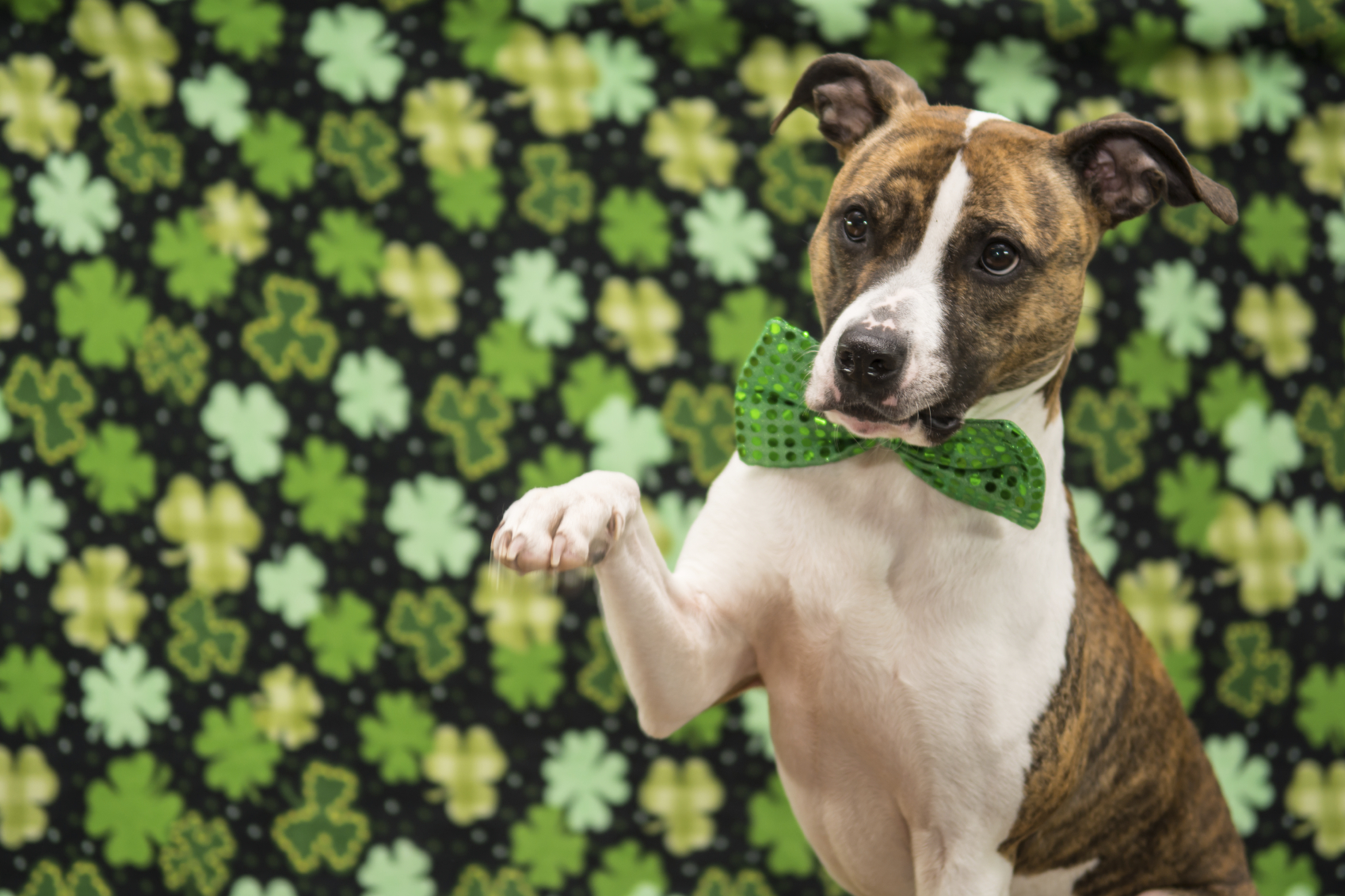 Dog with green bow tie