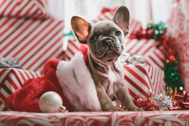 dog surrounded by Christmas gifts