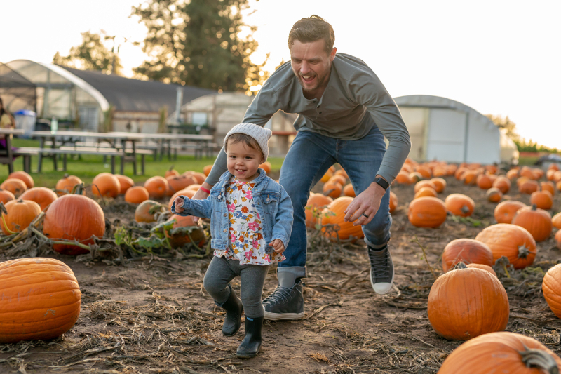 Thirty something year old dad playing and interacting with his toddler daughter at a pumpkin patch